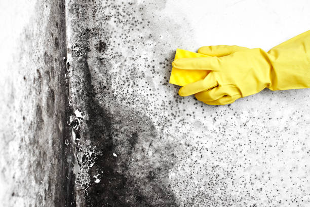 Best Office Mold Removal Services  in Watervliet, MI