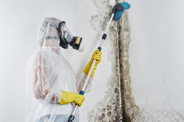 Best Mold Remediation  in Watervliet, MI