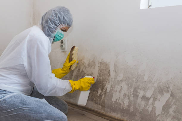 Best Commercial Mold Removal  in Watervliet, MI
