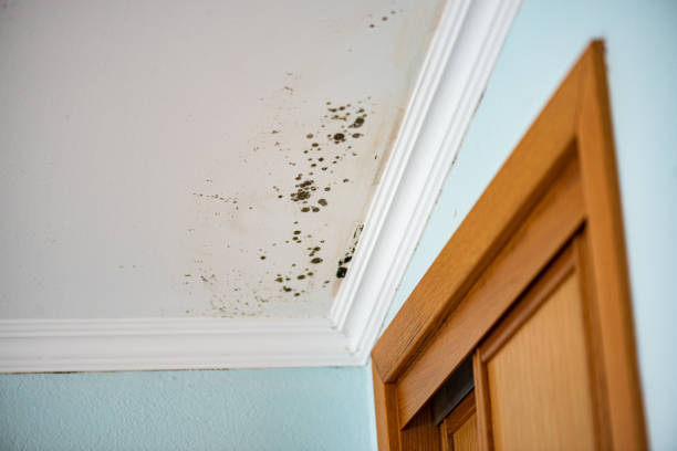 Water Damage Restoration in Watervliet, MI