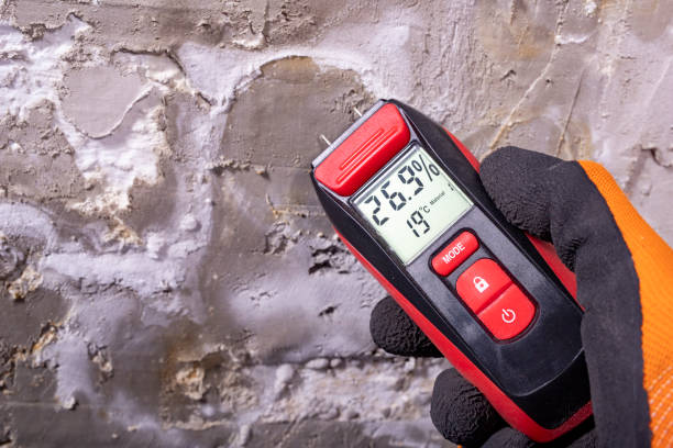 Best Same-Day Mold Removal  in Watervliet, MI