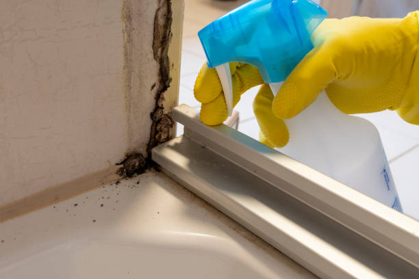 Attic Mold Removal in Watervliet, MI