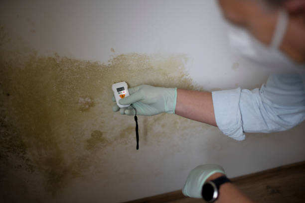 Best Professional Mold Removal  in Watervliet, MI