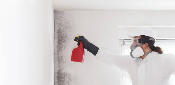 Best Affordable Mold Removal  in Watervliet, MI