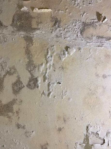 Best Local Mold Removal Service  in Watervliet, MI
