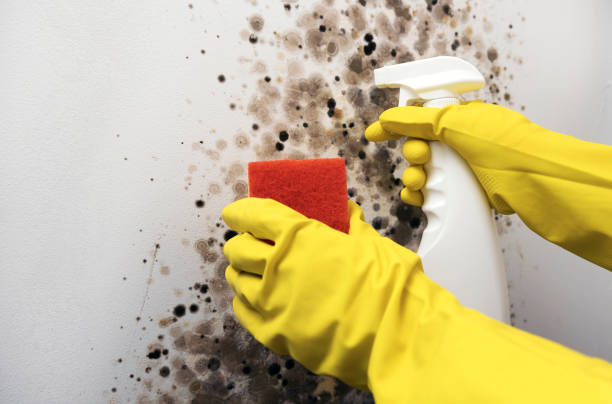 Best Mold Removal and Inspection  in Watervliet, MI
