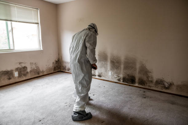 Best Mold Removal Company Near Me  in Watervliet, MI