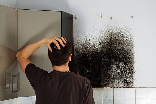 Best Fast Mold Removal  in Watervliet, MI