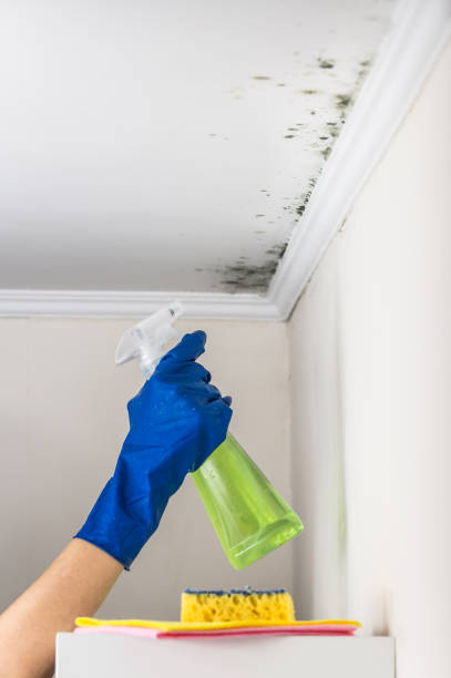 Best Mold Removal Near Me  in Watervliet, MI