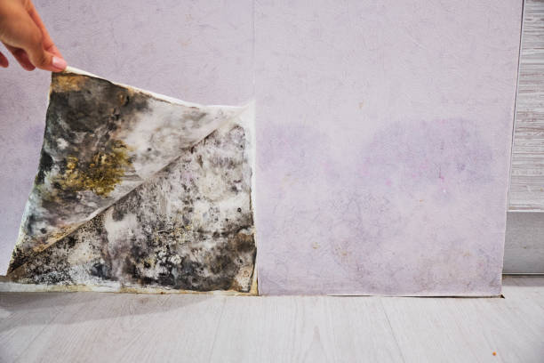 Best Mold Damage Repair  in Watervliet, MI